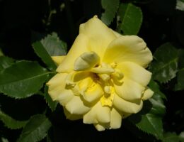 udendørs bryllup Sønderjylland