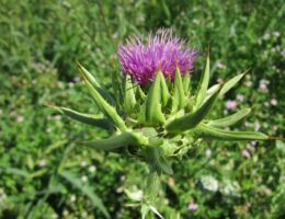 hvepsebekæmpelse Thisted