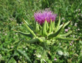 hvepsebekæmpelse Thisted